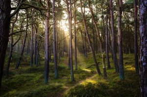 Zdjęcie główne dla wydarzenia: Zatwierdzono Uproszczone Plany Urządzenia Lasu dla Gminy Tuliszków oraz Władysławów
